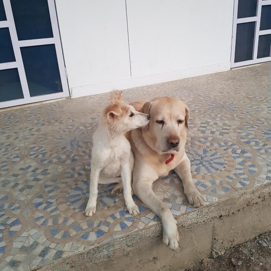 Bed and breakfast A Dog'S Story, Jaipur Extérieur photo