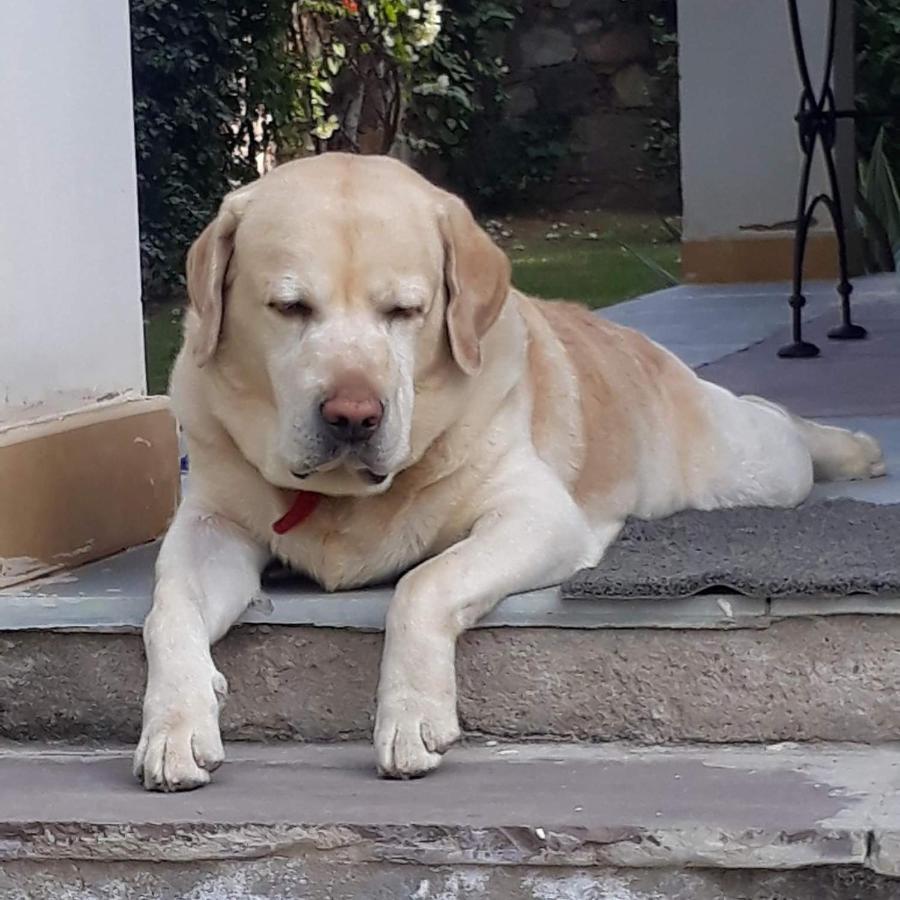 Bed and breakfast A Dog'S Story, Jaipur Extérieur photo