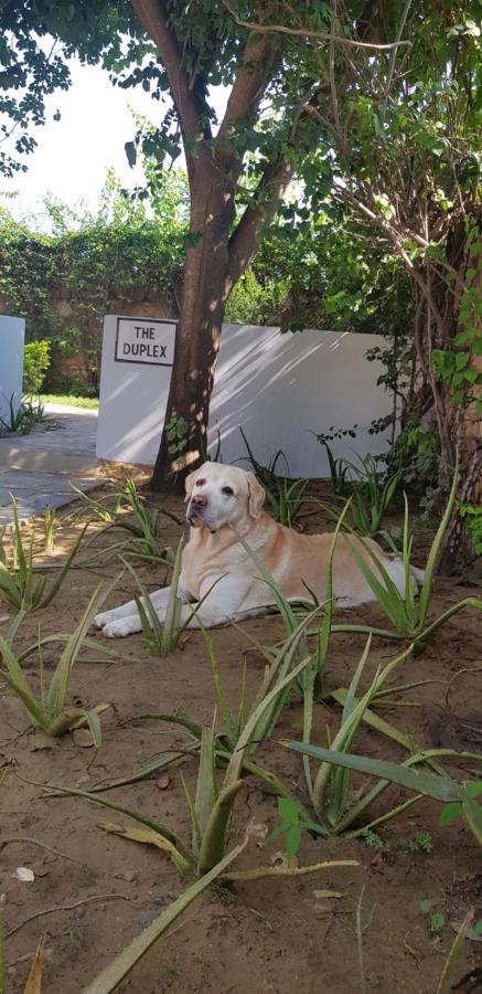 Bed and breakfast A Dog'S Story, Jaipur Extérieur photo